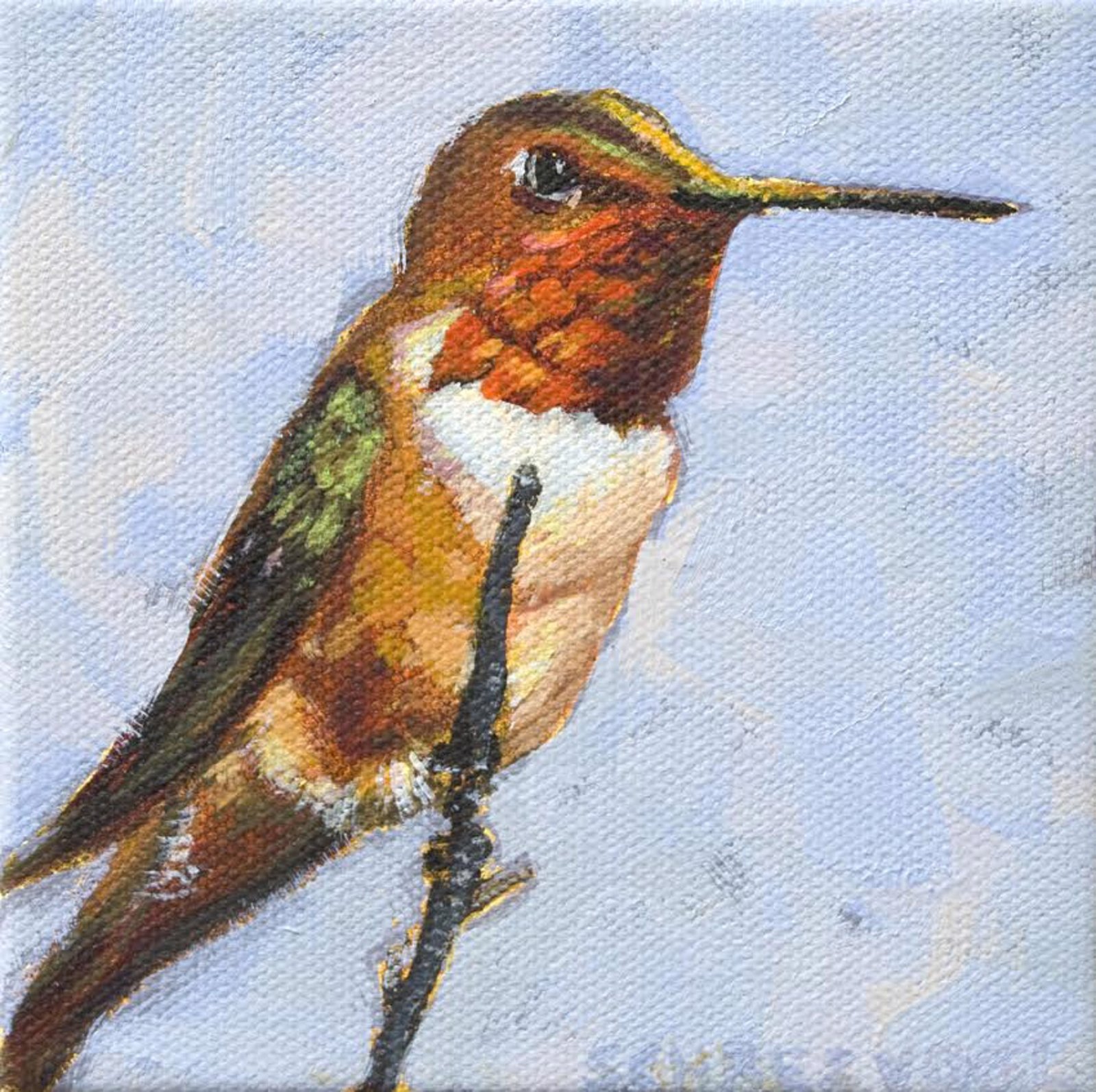 Rufous Hummingbird